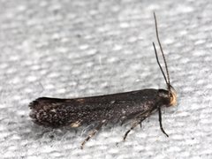 Aproaerema isoscelixantha