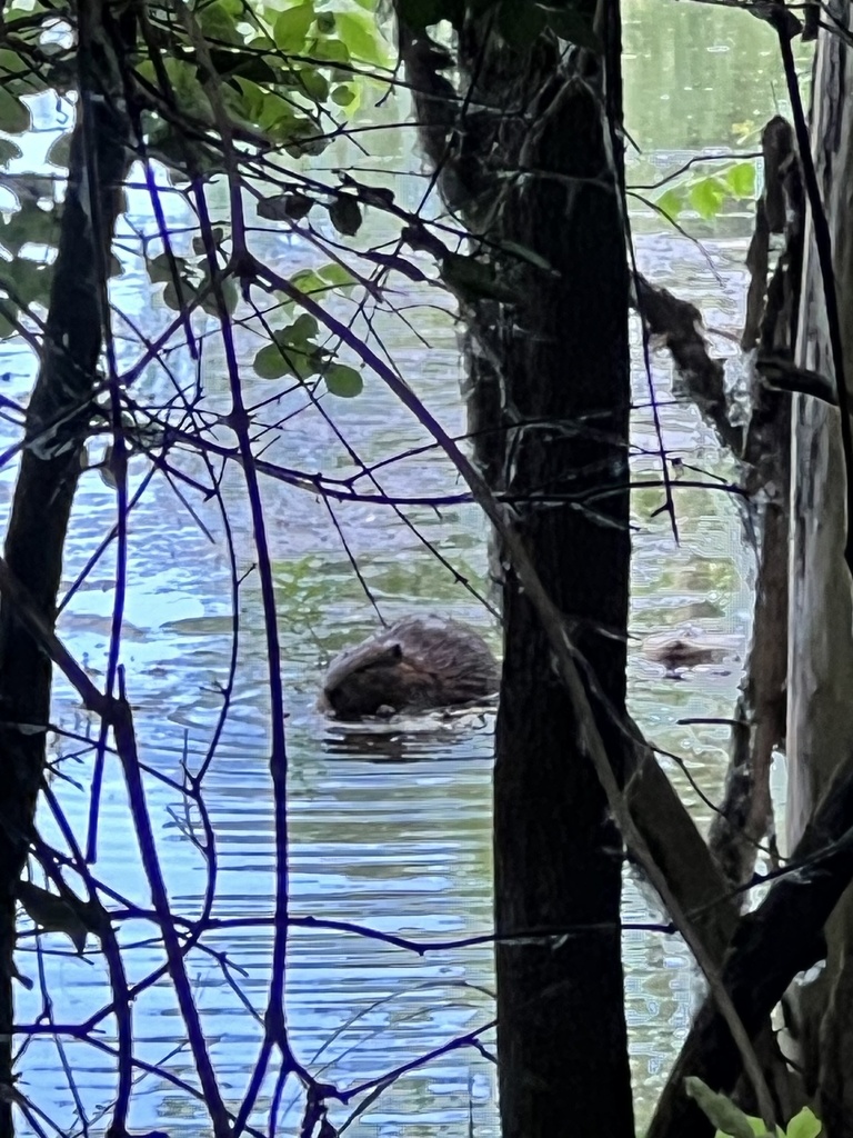American Beaver from Millennium Park, Walker, MI, US on June 18, 2024 ...