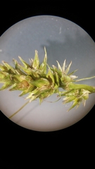 Carex mesochorea