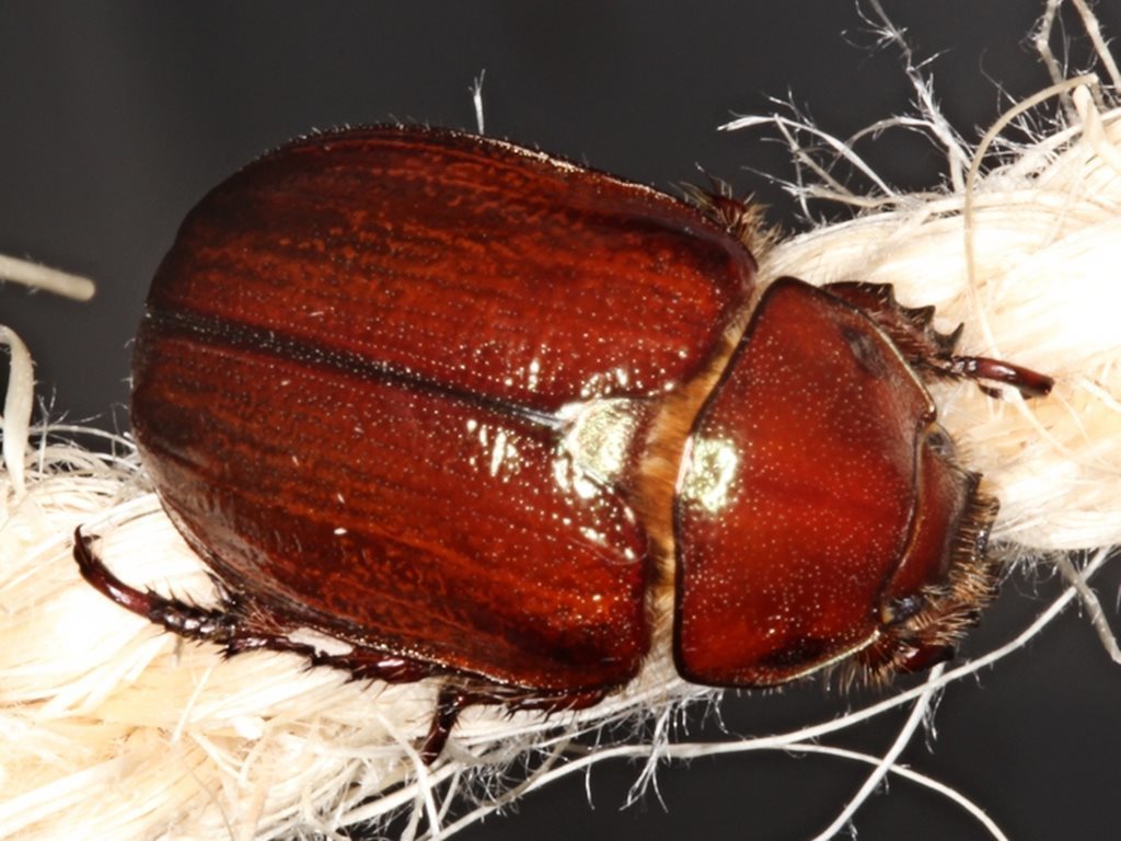 Schizognathus