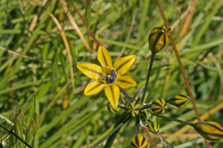 Triteleia dudleyi