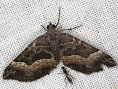 Chrysolarentia lucidulata