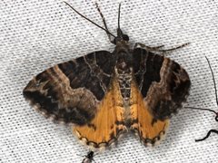 Chrysolarentia lucidulata
