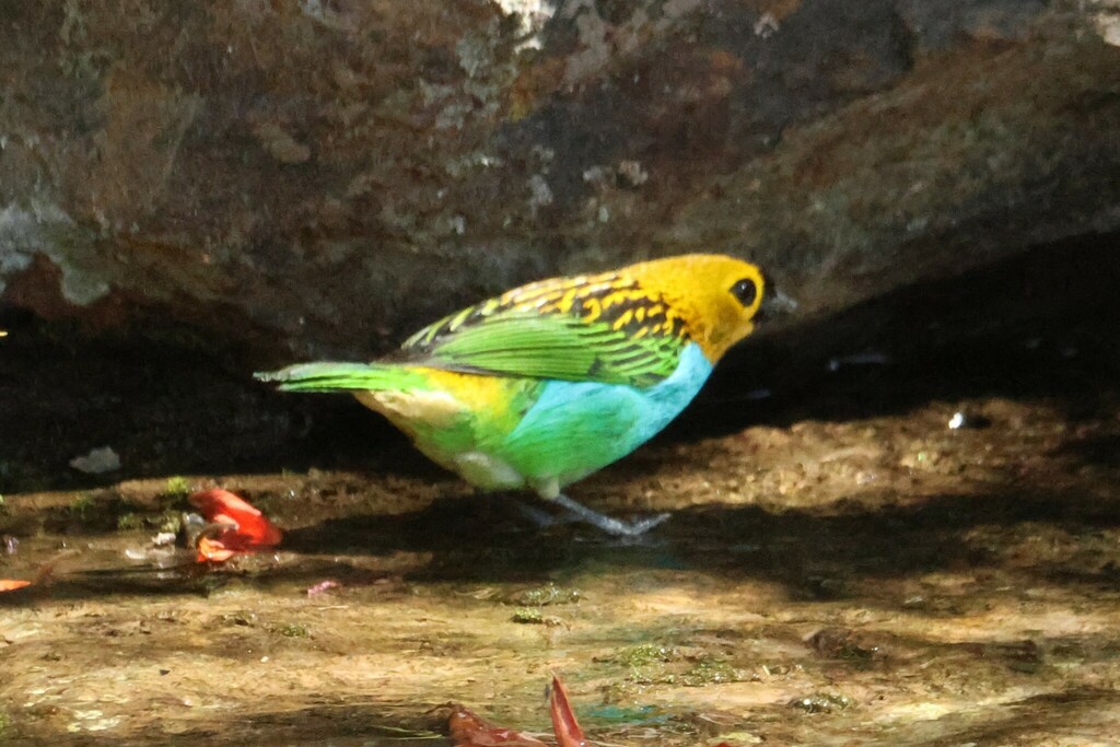 Gilt-edged Tanager from Centro-Sul - Belo Horizonte, MG, Brasil on June ...