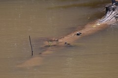 Apalone spinifera aspera