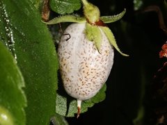 Fieldia australis