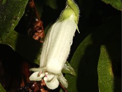 Fieldia australis