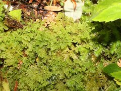 Trichocolea mollissima