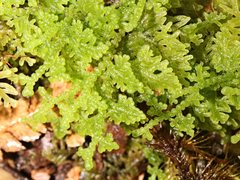 Trichocolea mollissima