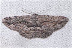 Scioglyptis canescaria