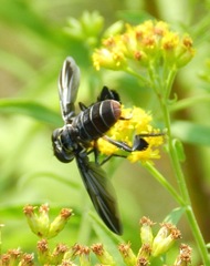 Galactomyia