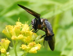 Galactomyia