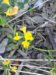 Lotus corniculatus corniculatus