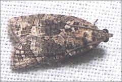 Thrincophora signigerana