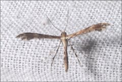 Stangeia xerodes
