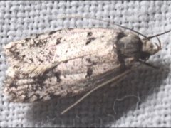 Scatochresis episema