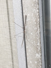 Emesaya brevipennis