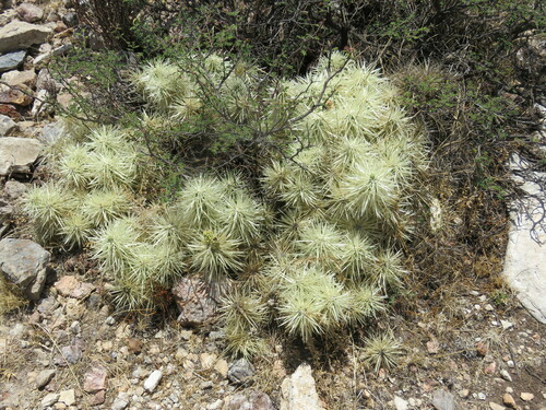 Image of Sheathed cholla by (c) Luis F. Ramírez, some rights reserved (CC BY)