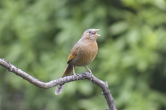 Trochalopteron lineatum