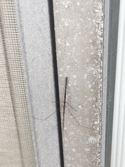 Emesaya brevipennis
