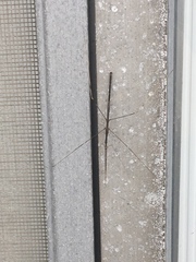 Emesaya brevipennis