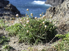 Armeria ruscinonensis