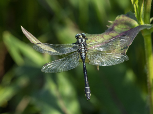 Photo of Common Clubtail (Gomphus vulgatissimus)