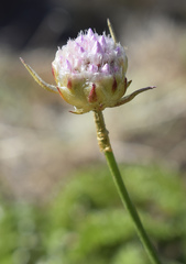 Armeria ruscinonensis