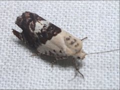 Hypertropha chlaenota