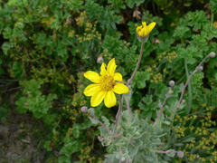 Othonna coronopifolia