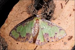 Eucyclodes buprestaria