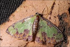 Eucyclodes buprestaria