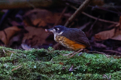 White-lored Antpitta (Myrmothera fulviventris), photo 6