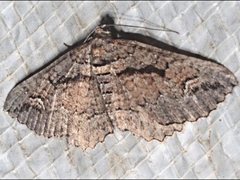 Chrysolarentia plagiocausta