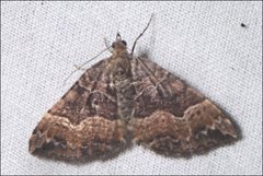 Chrysolarentia lucidulata