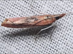 Canuza euspilella