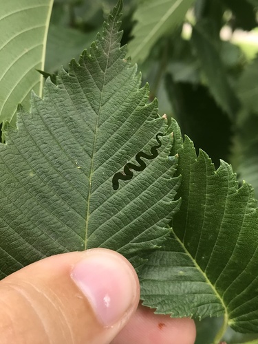 Photo of Elm Zigzag Sawfly (Aproceros leucopoda)