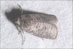 Culama suffusca