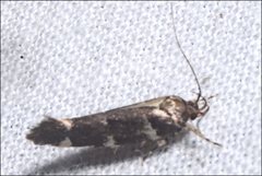 Macrobathra ceraunobola