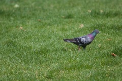 Columba livia domestica