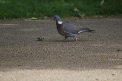 Columba palumbus
