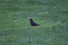 Turdus merula