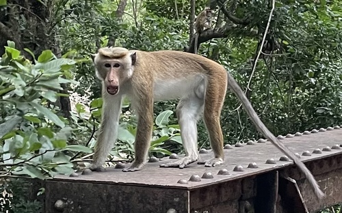Toque Macaque, Sri Lanka, photo 7 of 10