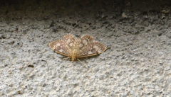 Anania tertialis