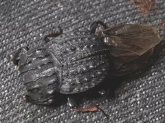 Aulacopris reichei