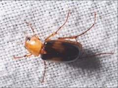 Phyllotocus bimaculatus