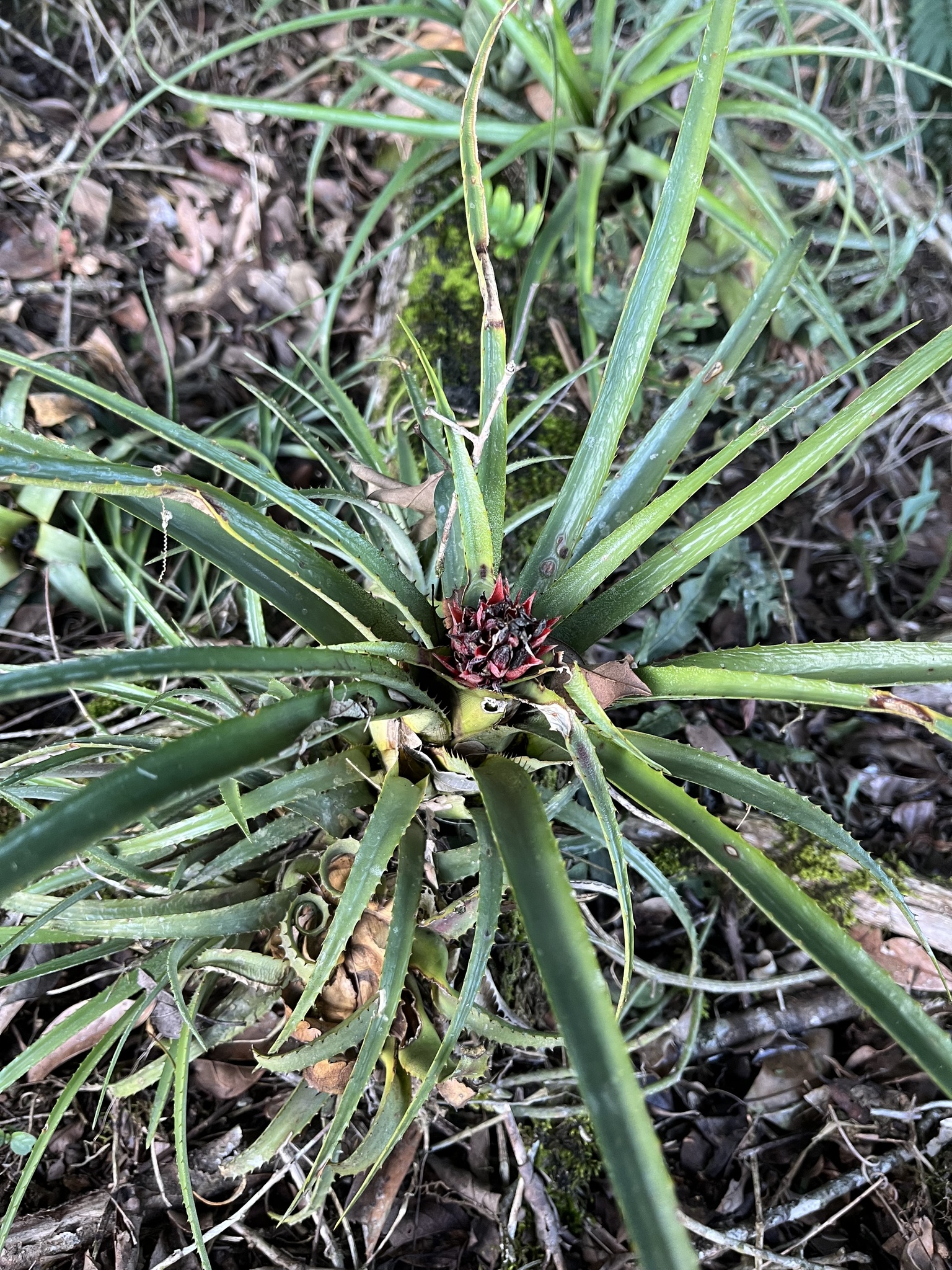 Aechmea recurvata