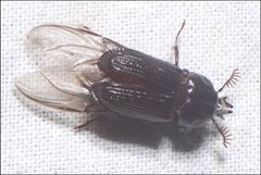 Syndesus cornutus