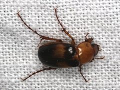 Phyllotocus bimaculatus