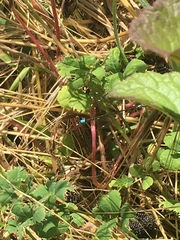 Ischnura cervula